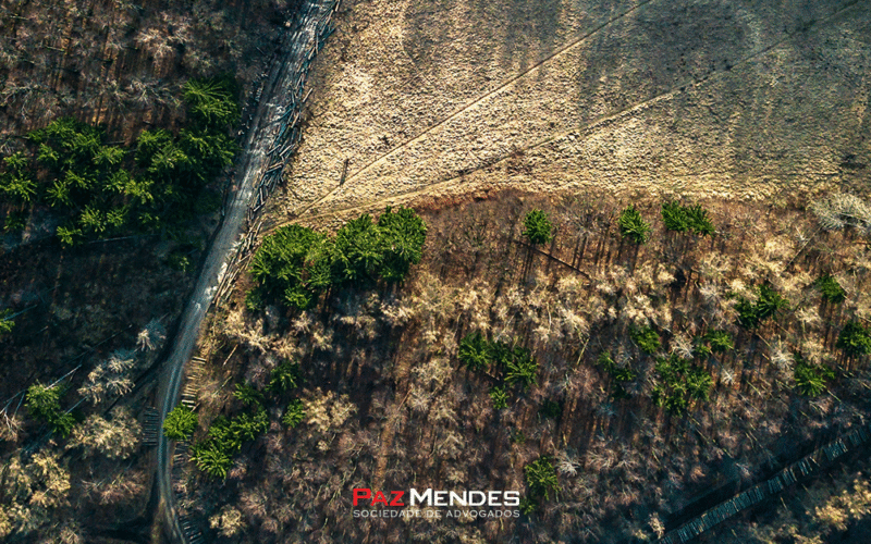 Procedimentos legais após a lavratura de um auto de infração ambiental: prazos e estratégias de defesa